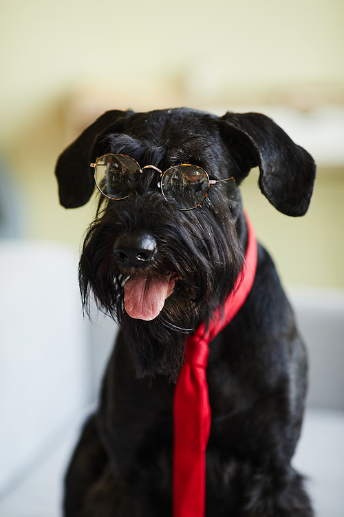 Portrait of black schnauzer with glasses and red tie sticking out his tongue and looking at camera