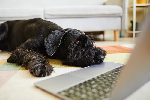 Close-up of black schnauzer resting on floor in living room in front of laptop computer