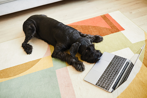 High angle view of trained black schnauzer lying on floor on carpet in living room and watching video on laptop