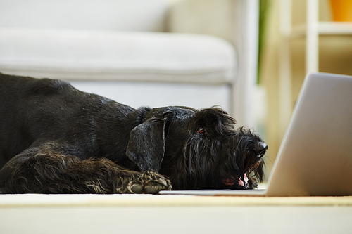 Close-up of black domestic dog resting on floor and watching video on laptop at home