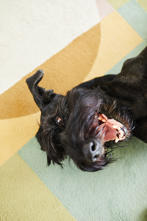 High angle view of black schnauzer lying and playing on carpet at home