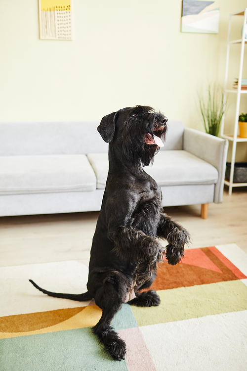 Domestic black dog standing on its back paws following commands in living room at home
