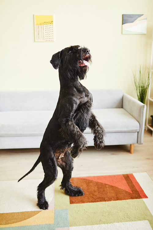 Black schnauzer doing commands standing on his back paws in living room