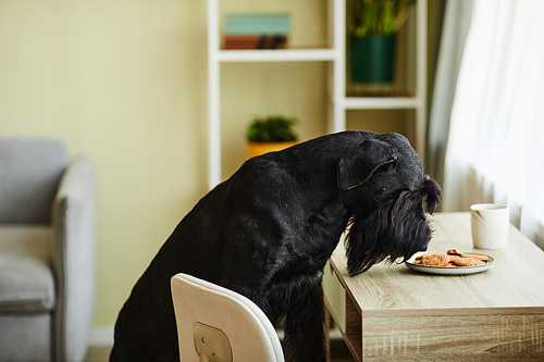 Pampered dog sniffing baked biscuits on plate on table in the room