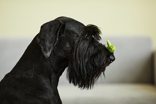 Side view of black schnauzer with food on his nose training its discipline