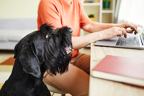 Close-up of black schnauzer watching for the working process of its owner while she working on laptop at table