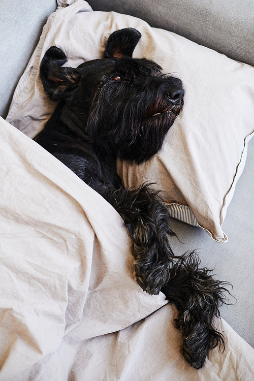 High angle view of black schnauzer lying on sofa on pillow under blanket and resting