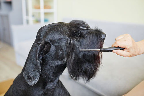 Close-up view of owner combing muzzle of black schnauzer with brush, caring about its fur