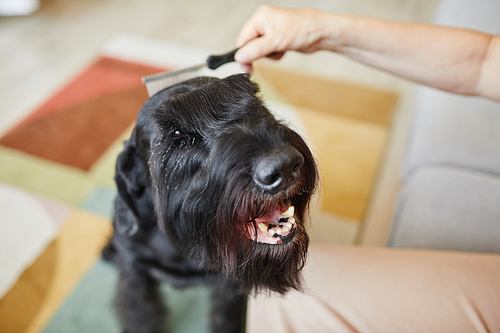 Close-up of black schnauzer sitting obediently while owner combing its fur