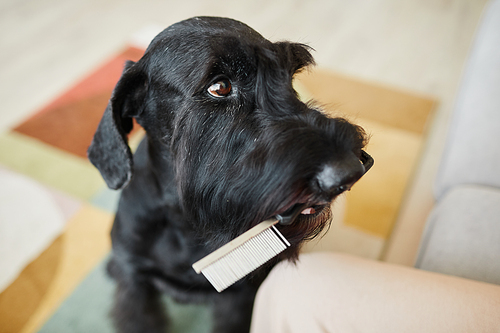 Close-up of cute obedient dog giving comb to its owner for brushing