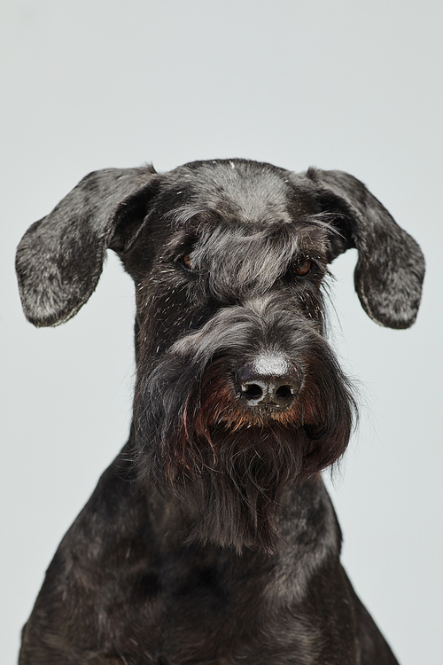 Vertical portrait of black schnauzer with good haircut against white background