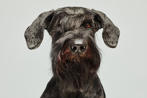 Portrait of black schnauzer with brown eyes looking at camera isolated on white background