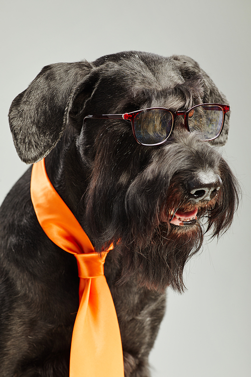 Beautiful black schnauzer dog in eyeglasses for vision and orange tie isolated on white background