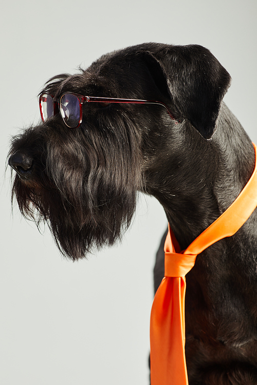 Side view of purebred black dog in transparent eyeglasses and orange tie against white background