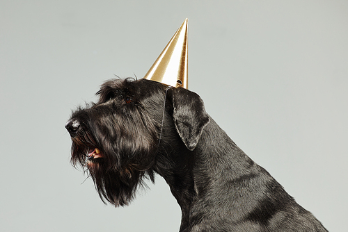Side view of black schnauzer in party hat on its head posing against white background