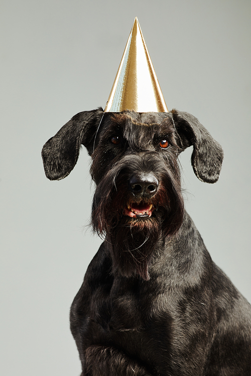 Portrait of cute black dog in party hat looking at camera against white background