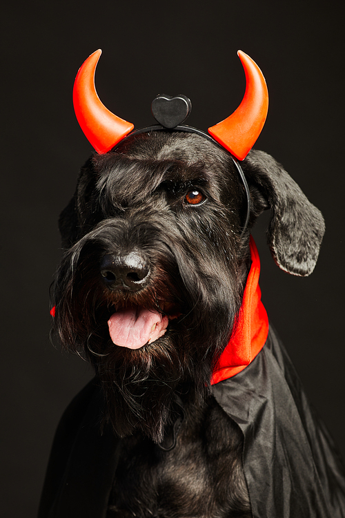 Portrait of black schnauzer in orange evil horns posing against black background