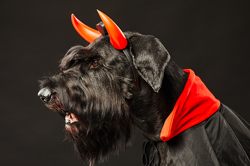 Side view of black schnauzer wearing red devil horns and costume for Halloween isolated on black background