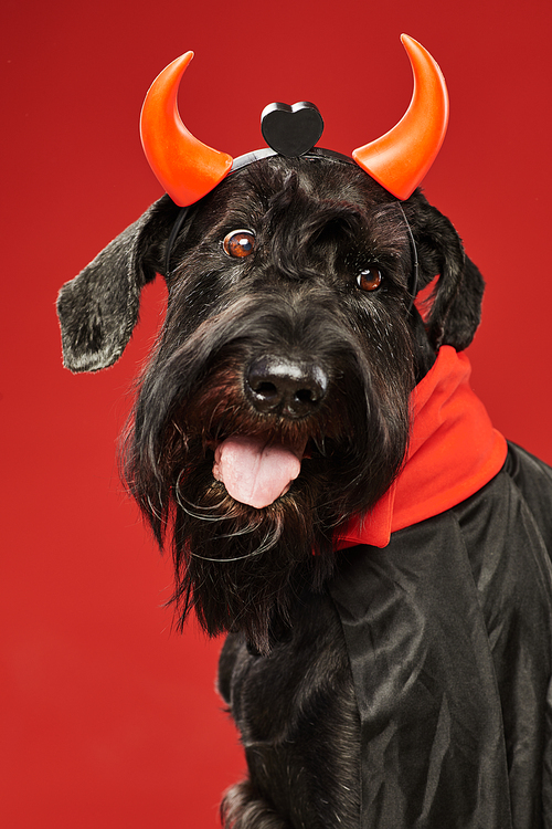 Portrait of black schnauzer in Halloween costume isolated on red background