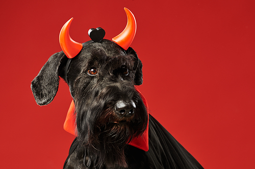 Portrait of black schnauzer in devil costume with horns on its head isolated on red background