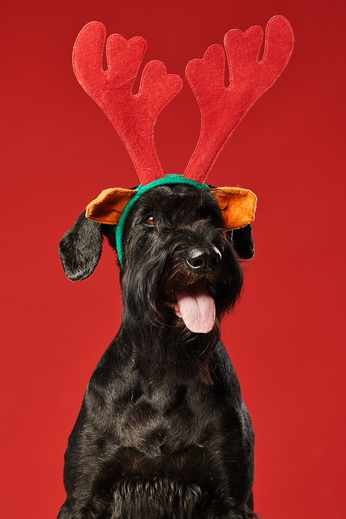 Portrait of black funny dog in deer costume looking at camera isolated on red background