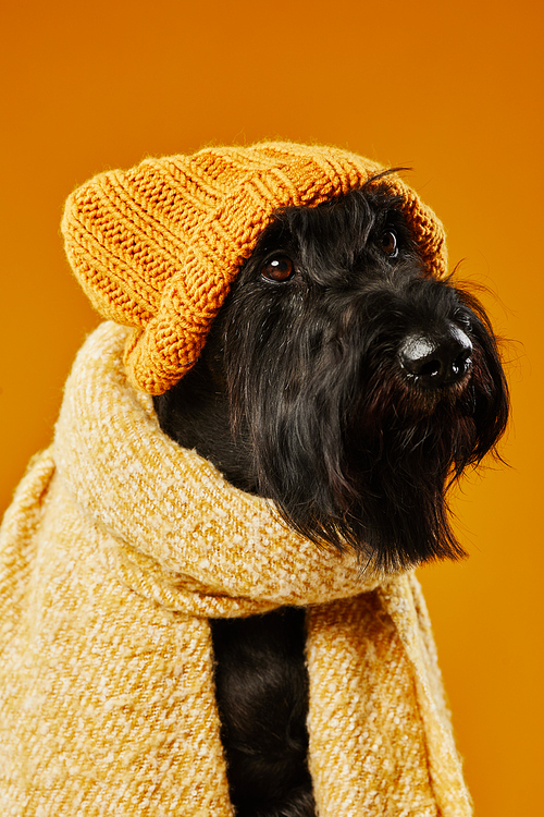 Portrait of black breed schnauzer in woolen hat and scarf posing against yellow background