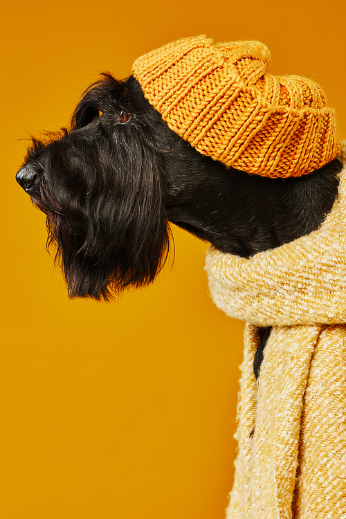 Side view of black schnauzer in warm woolen hat and scarf isolated on yellow background