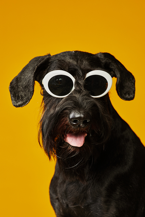 Portrait of black schnauzer dog wearing sunglasses posing against yellow background