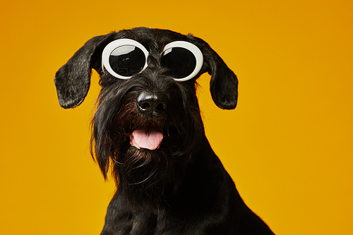 Portrait of domestic black dog in stylish sunglasses protecting itself from sun against yellow background