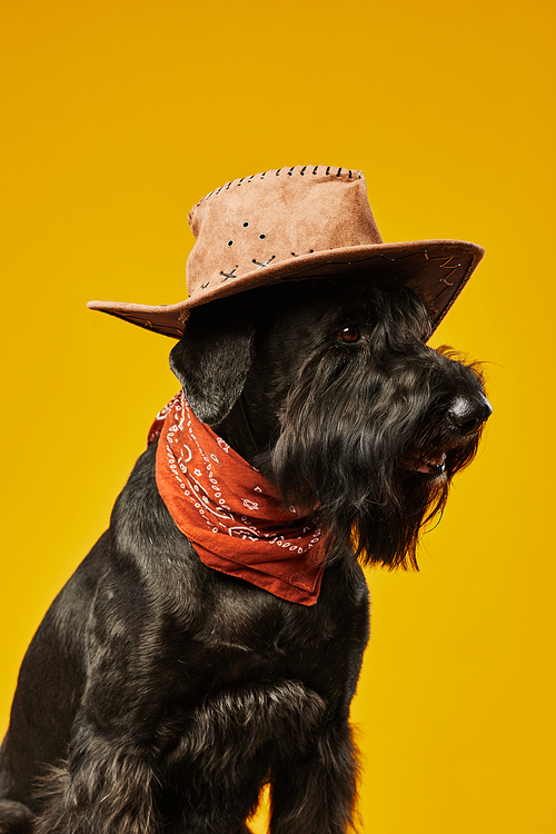 Portrait of black schnauzer dog in cowboy hat posing against yellow background