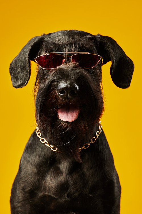 Portrait of black terrier in stylish glasses and gold chain on its neck looking at camera against yellow background
