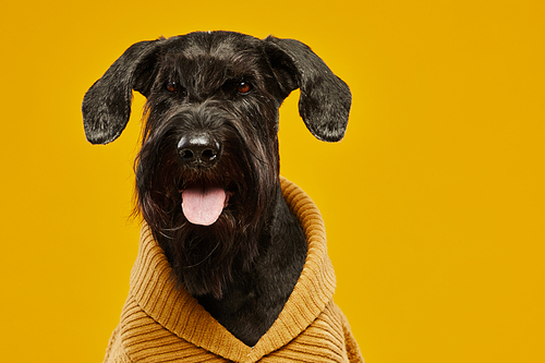 Portrait of black schnauzer in wool jumper looking at camera against yellow background