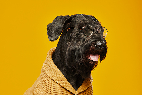 Portrait of black schnauzer in eyeglasses wearing wool sweater sitting against yellow background