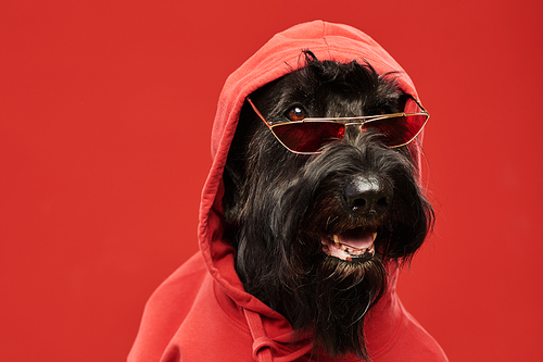 Portrait of cool black schnauzer in red hoody and stylish glasses sitting against red background