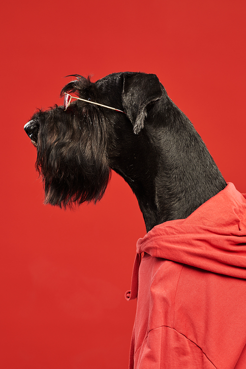 Side view of black schnauzer dog in red hoody sitting against red background