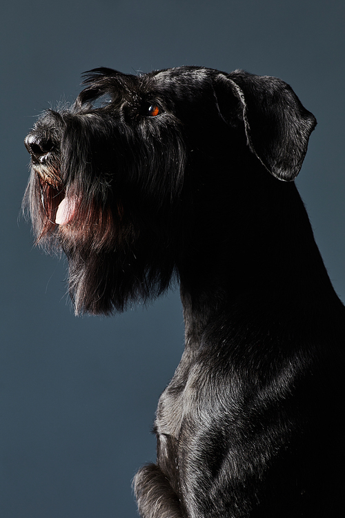 Portrait of beautiful breed of black schnauzer sitting against black background