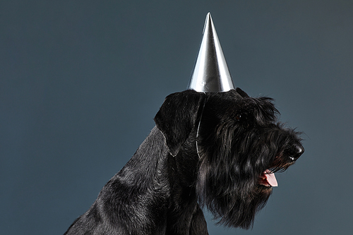 Side view of black adult dog in party hat celebrating birthday sitting against black background