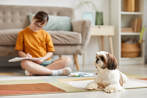 Portrait of cute Shi-Tsu dog lying on carpet at home with teenage girl in background, copy space