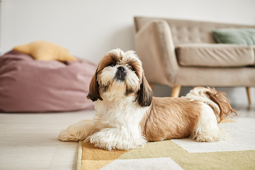 Minimal portrait of small Shi-Tsu dog lying on carpet in cozy home interior, copy space