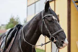 Side view portrait of beautiful black stallion wearing gear outdoors at horse ranch, copy space