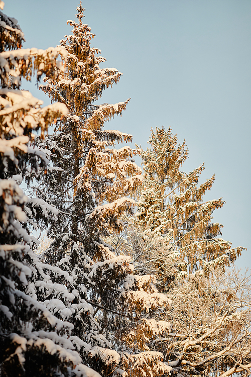 Vertical scenery image of tall pine trees covered in snow by sunlight, winter forest