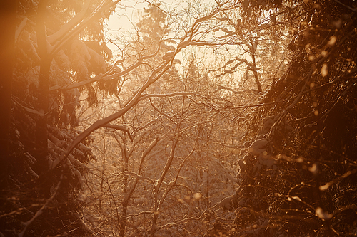 Background image of winter scenery with entangled trees in snowy forest, copy space