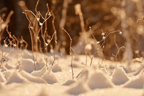 Background image of undergrowth in winter forest, weeds sticking out under snow