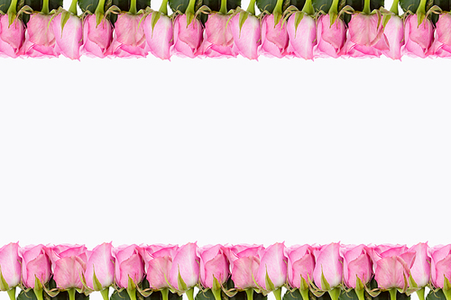 분홍색  배경 장미 꽃