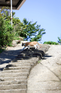 계단 위를 지나가는 길고양이