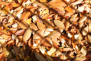 은행잎과 낙엽들