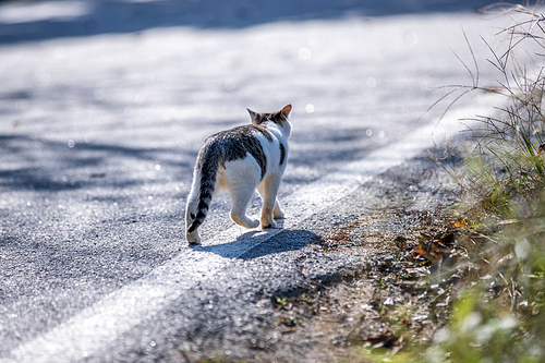 도로위를 걸어가는 길고양이의 뒷 모습