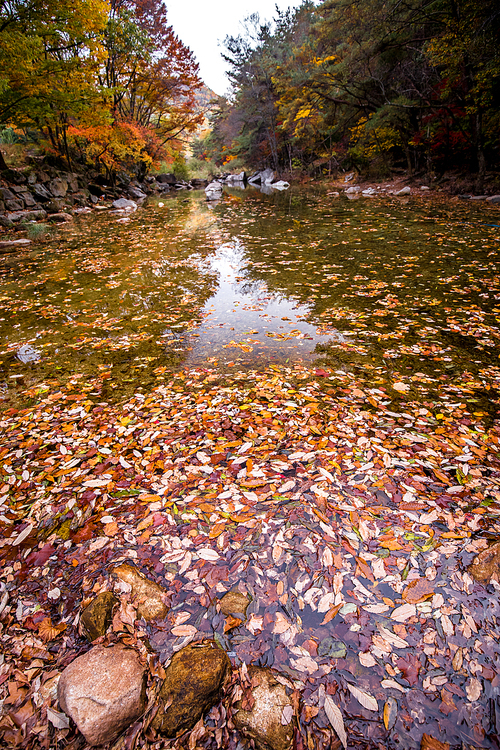 계곡 물 위에 쌓인 낙엽들