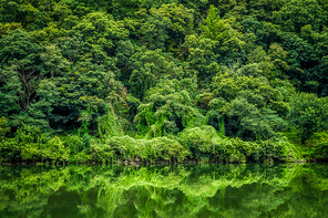 청정 녹색 숲
