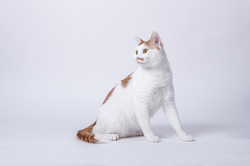 하얀 배경지 앞에 앉아있는 얼룩고양이